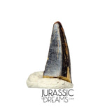 S102 - Juvenile Tyrannosaur Dinosaur Tooth Tip - Judith River Fm