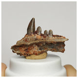 J104 - Museum Grade  Undescribed Pseudosuchia "Dog-faced Crocodile" Partial Maxillary