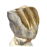 S504 - Top Huge Ouranosaurus nigeriensis Basal Hadrosaurid Dinosaur Tooth - Cretaceous Elrhaz Fm