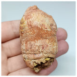 1116 - Coprolite with Digested Fish Scales from Icthyophagous Reptile-Dinosaur