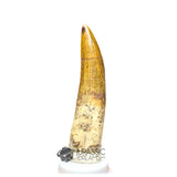 20028 - Nicely Preserved Large Suchomimus tenerensis Dinosaur Tooth IN CATAWIKI AUCTION NOW