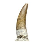 S80 - Nicely Preserved Suchomimus tenerensis Spinosaurid Dinosaur Tooth