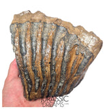 S236 - Nicely Preserved Huge Ice Age Woolly Mammoth (Mammuthus primigenius) Upper Molar Tooth