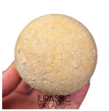 J339 - Rare Fossil Egg of Giant Tortoise Aldabrachelys abrupta - Holocene from Madagascar