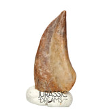 J177 - Top Rare Ornithocheirid Pterosaur Claw - Lower Cretaceous Elrhaz Fm