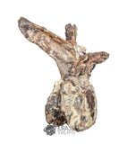 20189 - Rare Huge Jurassic Megalosaurid Theropod Dinosaur Dorsal Vertebra Bone