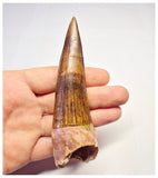 1368 - Huge Spinosaurus aegyptiacus Dinosaur Tooth - Cretaceous KemKem Beds