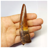 1317 - Gem Grade Spinosaurus aegyptiacus Dinosaur Tooth - Cretaceous KemKem Beds