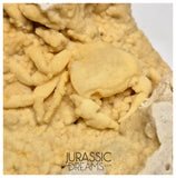 J85 - Top Fossil Crab (Potamon) Preserved in Travertine - Turkey Location