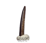 S414 - Top Pristine Nigersaurus taqueti Rebbachisaurid Sauropod Dinosaur Tooth