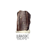J412 - Nicely Preserved Edmontosaurus Hadrosaurid "duck-billed" Ornithopod Dinosaur Tooth - Hell Creek Fm