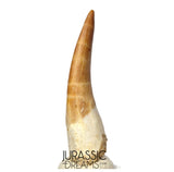 S328 - Stunning Large Zarafasaura oceanis (Elasmosaur) Partially Rooted Tooth - Late Cretaceous