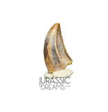 S73 - Top Rare Acheroraptor temertyorum (Dromaeosaurid Raptor Theropod) Dinosaur Tooth - Hell Creek Formation