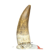 S43 - Finest Quality Large Suchomimus tenerensis Spinosaurid Dinosaur Tooth