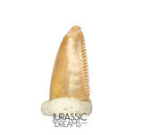 S319 - Top Rare Majungasaurus crenatissimus Abelisaurid Dinosaur PREMAXILLARY Tooth
