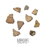 J197 - Top Rare Pyroraptor olympius Raptor Set of 9 Egg Shells - Late Cretaceous France