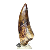 20047- Nicely Preserved Afrovenator abakensis Megalosaurid Dinosaur Tooth Jurassic Tiouraren Fm IN CATAWIKI AUCTION NOW