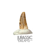 S219 - Top Rare Dromaeosaurid Raptor Theropod Dinosaur PREMAXILLARY Tooth - Judith River Fm