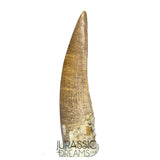 S157 -Finest Quality Suchomimus tenerensis Spinosaurid Dinosaur Tooth WITH VISIBLE CARINA