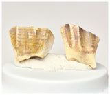 1569 - Set of 2 Rare Ouranosaurus Basal Hadrosaurid Dinosaur Teeth Cretaceous Elrhaz Fm