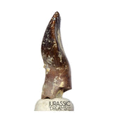 J514 - Top Rare cf Archaeodontosaurus Primitive Prosauropod Dinosaur Tooth - Middle Jurassic