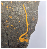 S257 - Nicely Preserved Petraster Ordovician Starfish + Carpoid - Tiouririne Formation