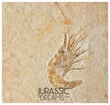 S267 - Nicely Preserved Fossil Shrimp "Carpopenaeus sp" - Cretaceous from Lebanon