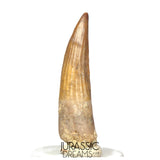 S315 - Gem Grade Suchomimus tenerensis Spinosaurid Partially Rooted Dinosaur Tooth - VISIBLE CARINA
