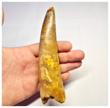 1360 - Huge Spinosaurus aegyptiacus Dinosaur Tooth - Cretaceous KemKem Beds