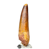 20174 - Nicely Preserved Large Spinosaurus aegyptiacus Dinosaur Tooth