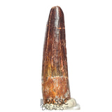 S311 - Nicely Preserved Spinosaurus aegyptiacus Dinosaur Tooth - Cretaceous Red Sanstone Beds