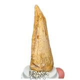 J516 - Nicely Preserved Spinosaurus aegyptiacus Dinosaur Foot Claw - Red Sanstone Beds