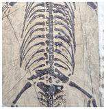 S67 - Nicely Preserved Keichousaurus hui Early Triassic Marine Reptile