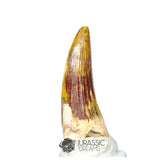 20183 - Gem Grade Suchomimus tenerensis Dinosaur Tooth - Cretaceous Elrhaz Fm IN CATAWIKI AUCTION NOW
