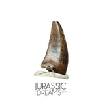 S87 - Finest Quality Dromaeosaurid Raptor Theropod Dinosaur Tooth - Judith River Fm