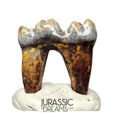 S240 - Gem Grade Ice Age Cave Bear (Ursus spelaeus) Lower Dentary Molar Tooth (M1)