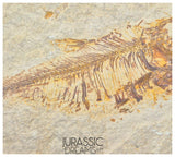 S251 - Nicely Preserved "Diplomystus dentatus" + "Knightia eocaena" Fossil Fishes - Eocene Age from USA