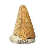 J488 - Ultra Rare Pachycephalosaurus wyomingensis Foot Claw - Late Cretaceous - Hell Creek Fm