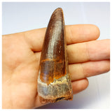 1318 - Gem Grade Spinosaurus aegyptiacus Dinosaur Tooth - Cretaceous KemKem Beds