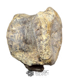 20235 - Huge Atlasaurus imelakei Sauropod Vertebra Bone - El Mers Fm