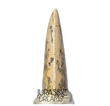 S353 - Nicely Preserved Majungasaurus crenatissimus Abelisaurid Dinosaur Tooth - Late Cretaceous