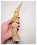 1527 - Museum Grade Spinosaurus aegyptiacus Dinosaur Complete Toe Finger with Claw- KemKem Beds