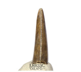 S263 - Large Nicely Preserved Majungasaurus crenatissimus Abelisaurid Dinosaur Tooth