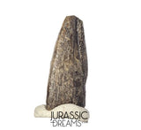 J336 - Rare Juvenile Spinosaurid Dinosaur (cf Suchomimus) Foot Claw - Elrhaz Fm