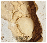 J51 - Finest Quality Fossil Crab (Potamon) Preserved in Travertine - Turkey Location