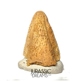 J488 - Ultra Rare Pachycephalosaurus wyomingensis Foot Claw - Late Cretaceous - Hell Creek Fm