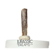 S373 - Top Rare Nigersaurus taqueti Rebbachisaurid Sauropod Dinosaur Tooth