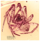 J17 - 2 SPIDERS Araneae Fossil Inclusion Genuine BALTIC AMBER + HQ Picture