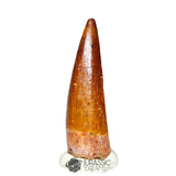 20287 - Nicely Preserved Spinosaurus aegyptiacus Dinosaur Tooth - Cretaceous KemKem Beds IN CATAWIKI AUCTION NOW