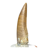 S157 -Finest Quality Suchomimus tenerensis Spinosaurid Dinosaur Tooth WITH VISIBLE CARINA